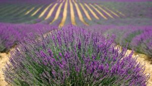 lavenders rows